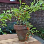 The Compact Berry Bushes California Gardeners Are Quietly Growing in Pots on Small Balconies