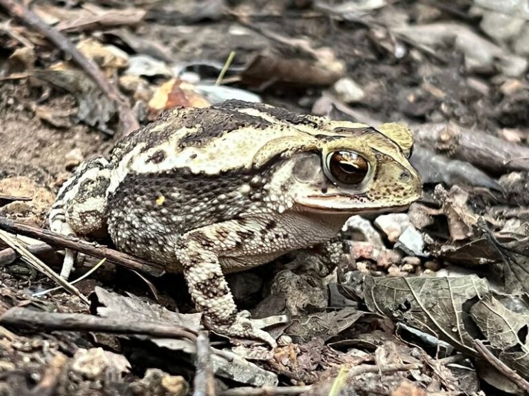 What a Yard Full of Gulf Coast Toads Is Really Telling You About Your Texas Garden This Fall