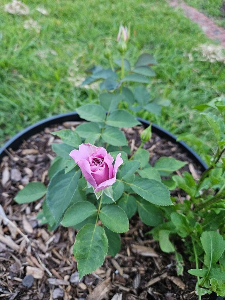 The One Fall Task Your Texas Roses Need Before the First Freeze Hits