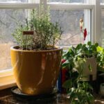 Potted Rosemary Gray and Brittle After a Cold Night? Check for Cold Injury
