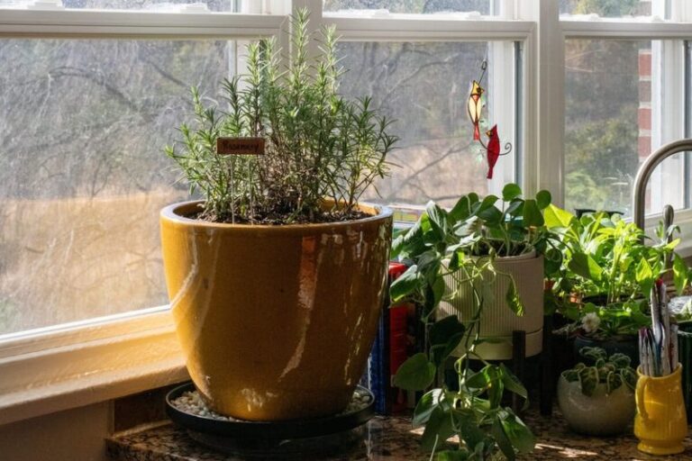 Potted Rosemary Gray and Brittle After a Cold Night? Check for Cold Injury