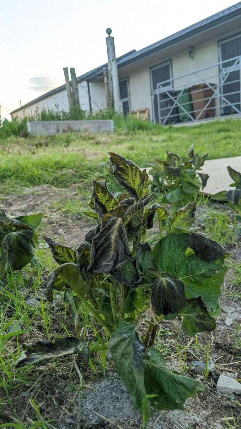 What to Do When Frost Blackens Your Sweet Potato Vines: Cut, Dig, and Cure Promptly