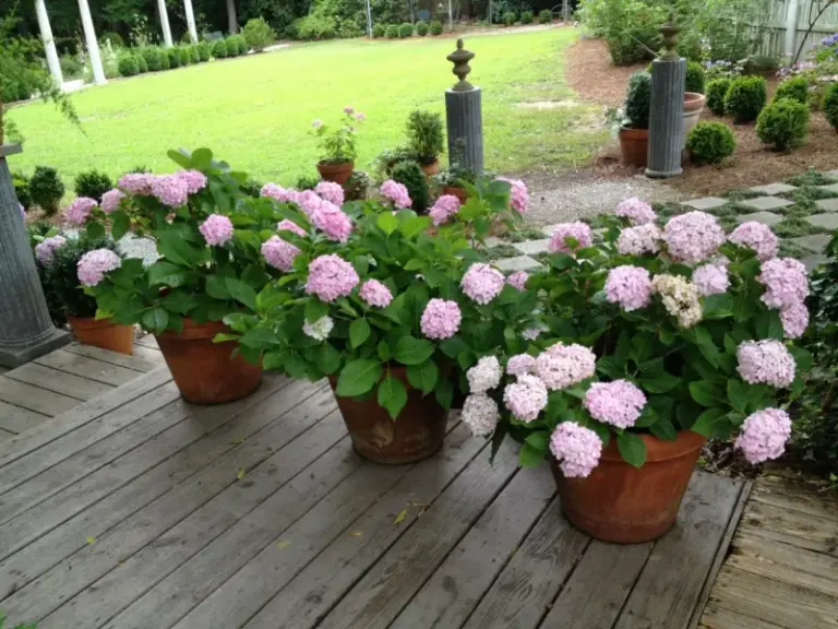 Hydrangeas in pots die over winter from frozen roots, so wrap or move them before the first hard freeze