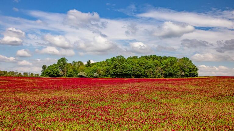 Your Hollow Garlic-Free Fall Bed Is Begging for a Cover Crop, and Crimson Clover May Contribute Nitrogen to Next Year’s Tomatoes