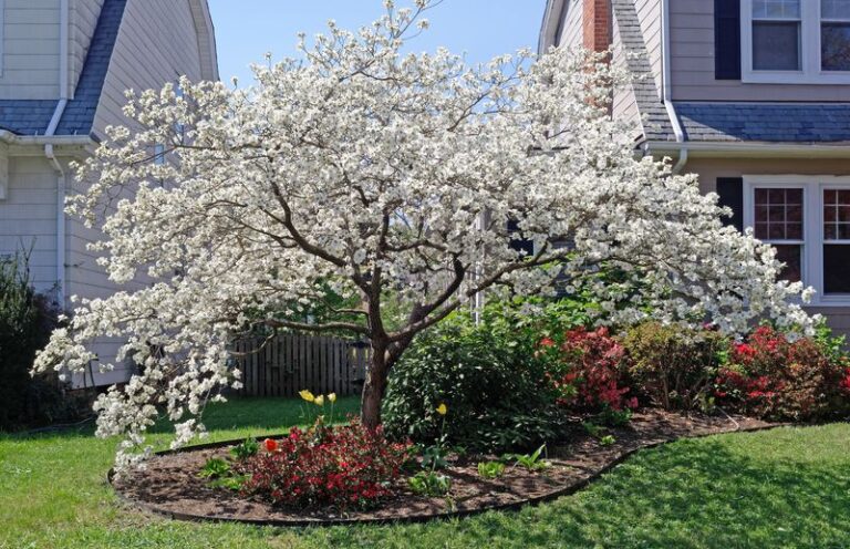 Should You Water Your North Carolina Dogwood Before November? Check the Soil First
