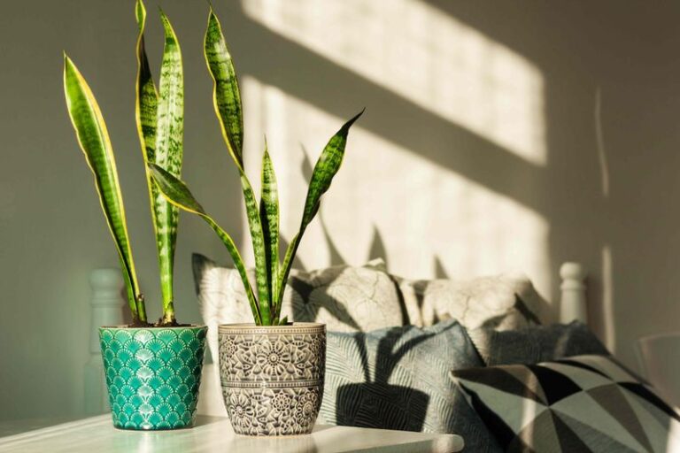 How to Care for a Snake Plant This Winter and Divide Any Pups in Spring