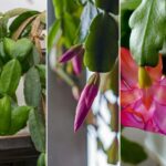 Cooler Nights Can Help Encourage Christmas Cactus Buds Indoors
