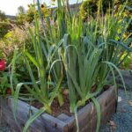 Why Your Leeks Stay Skinny as Pencils This Fall, and What Hilling Can Really Do Before Frost