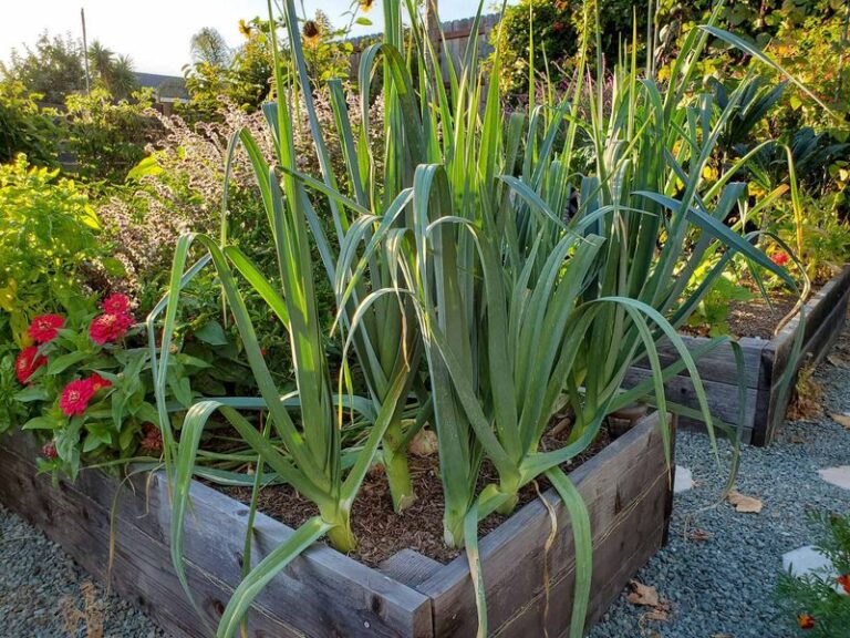 Why Your Leeks Stay Skinny as Pencils This Fall, and What Hilling Can Really Do Before Frost