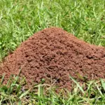 A Quick Backyard Screening Check for Possible Fire Ant Mounds in Your North Carolina Yard