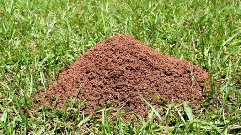 A Quick Backyard Screening Check for Possible Fire Ant Mounds in Your North Carolina Yard