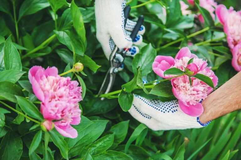 Peony Fall Cleanup: A Sanitation Step, Not a Bloom Guarantee