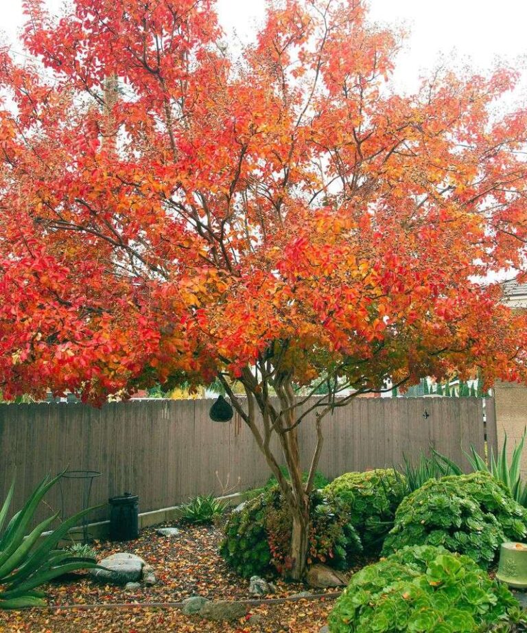 The One Fall Task Your Texas Crape Myrtles Need Before Winter Sets In