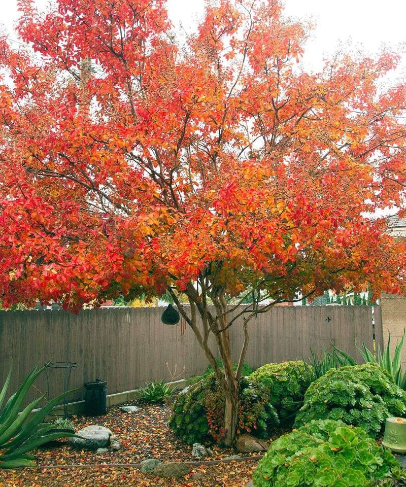 The One Fall Task Your Texas Crape Myrtles Need Before Winter Sets In