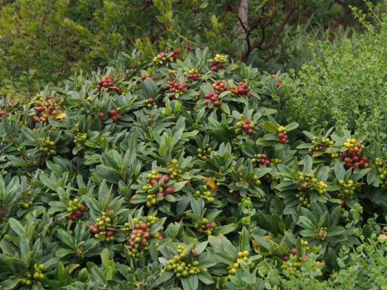 The Native California Hedges That Stay Thick and Green All Winter While Feeding Your Yard Birds