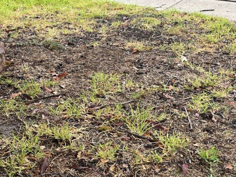 Why Your Central Texas Lawn May Still Crunch Underfoot Even After Fall Rain