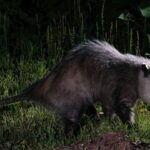 Opossums May Eat Slugs in North Carolina Gardens, but a Night Visit Won’t Tell You Much