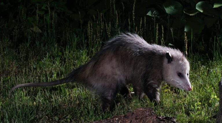 Opossums May Eat Slugs in North Carolina Gardens, but a Night Visit Won’t Tell You Much