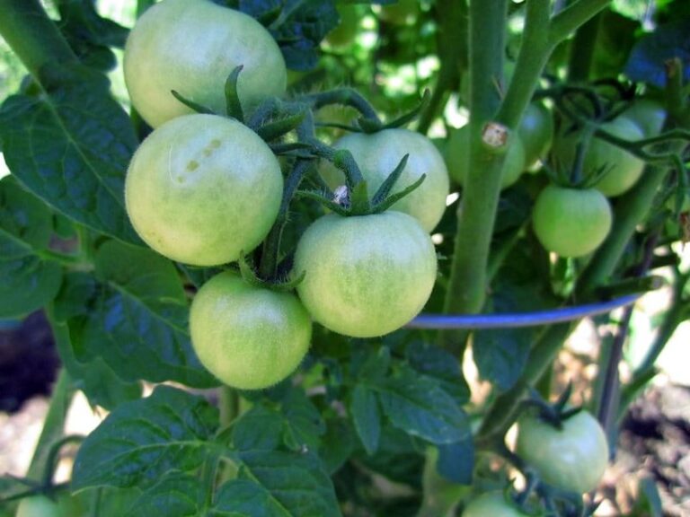 Your Fall Tomatoes Stay Stubbornly Green on the Vine, and Cool Nights Aren’t the Whole Story