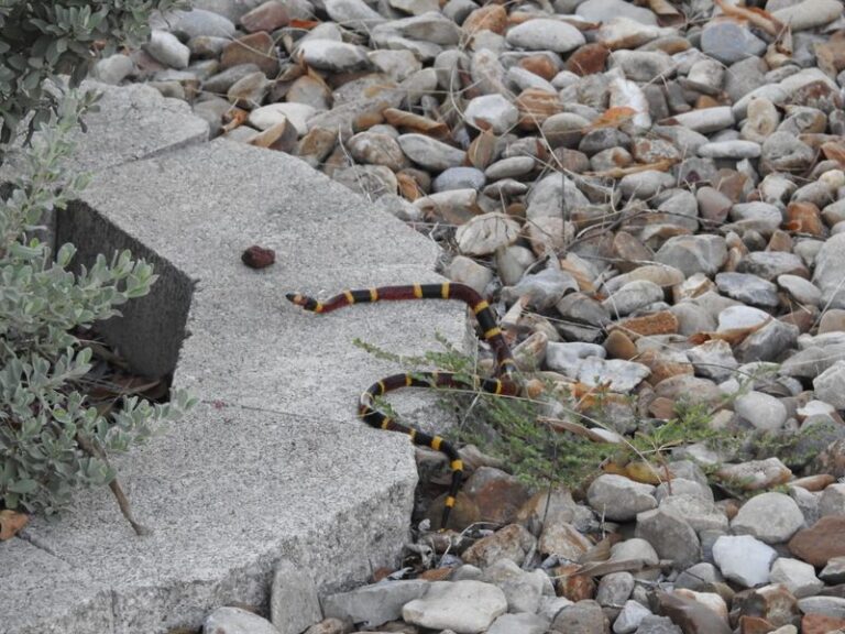 The Venomous Creatures Central Texas Homeowners Start Finding Indoors Once Nights Turn Cold