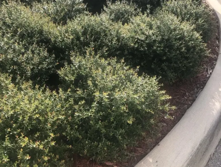 7 Florida Native Shrubs That Handle the Heat and Stay Sized Right Under Your Front Windows