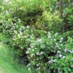 Multiflora Rose in North Carolina: A Potential Host of Rose Rosette Disease