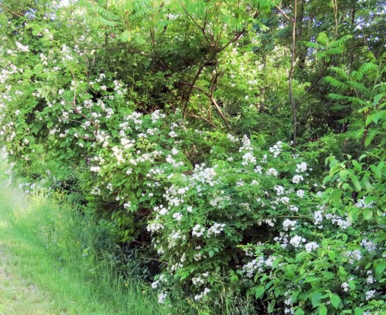 Multiflora Rose in North Carolina: A Potential Host of Rose Rosette Disease