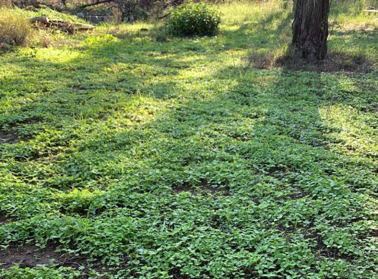 Horseherb May Retain Winter Foliage Where Your St. Augustine Goes Brown in Texas
