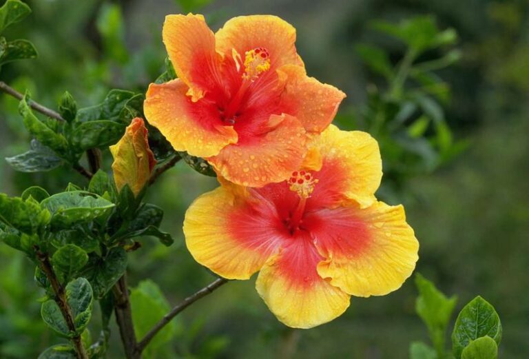 Preparing Tropical Hibiscus for Florida’s Cooler Weather