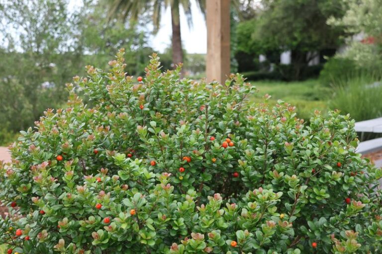 7 Florida native plants that bring mosquito-eating tree frogs to your patio