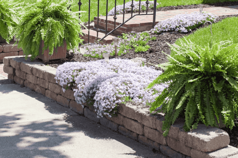 Your shady corner under the oak tree fills in with blooms when you plant these 7 ground covers this fall