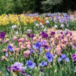 How to Deadhead North Carolina Bearded Irises After Bloom and Keep Crowded Clumps Flowering