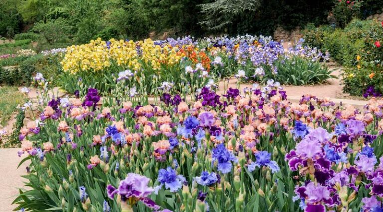 How to Deadhead North Carolina Bearded Irises After Bloom and Keep Crowded Clumps Flowering