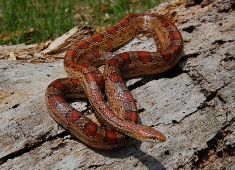 Finding a Corn Snake Near Your Florida Shed: What a Native Visitor Means