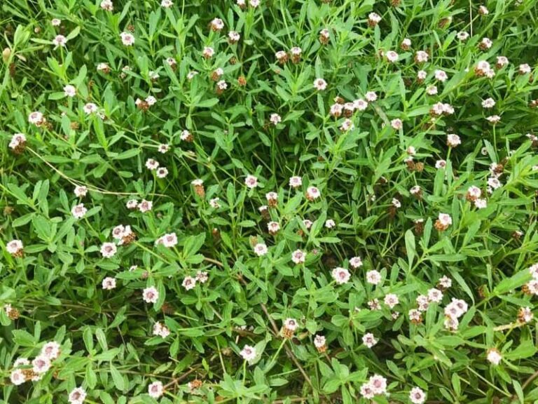 7 Florida Native Ground Covers That Fill Shady Spots Where Your Grass Keeps Dying