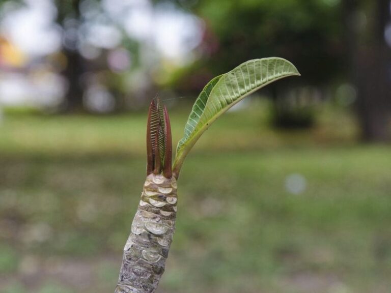 Plumeria cuttings in Florida: how curing and well-drained mix fit into home propagation