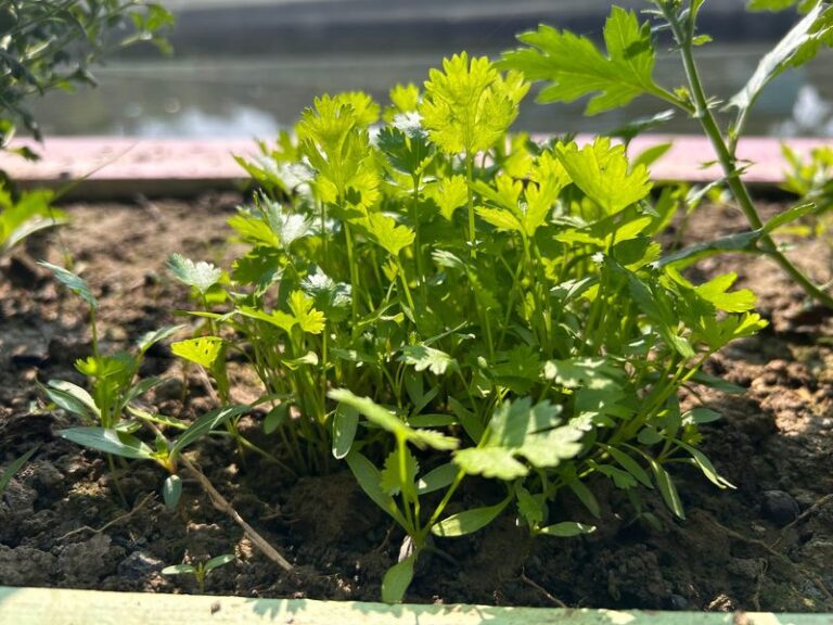 Cilantro in Florida: Plant It This October and Keep Sowing for a Longer Cool-Season Harvest