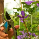 Clematis Pruning by Group: What to Do This Fall and When to Cut Back