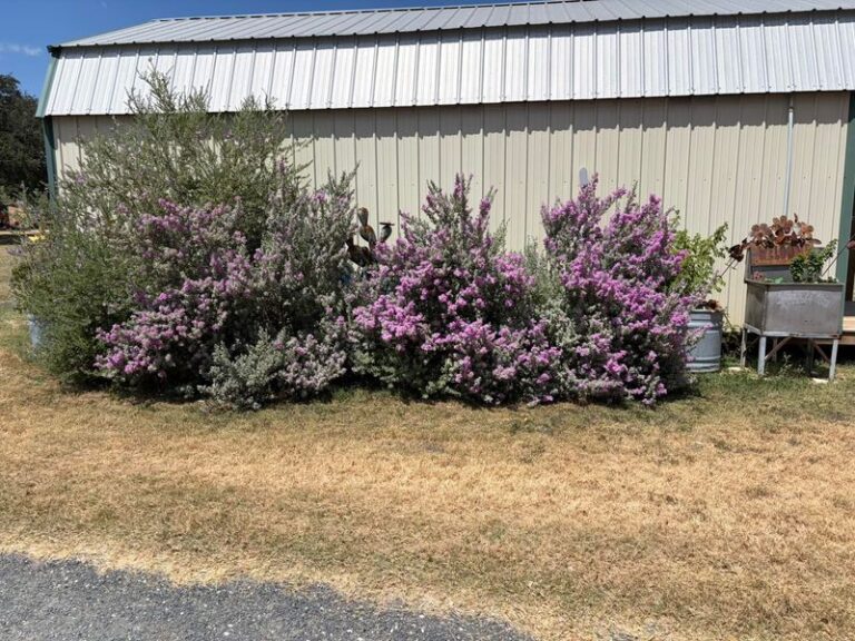 Texas Sage Along the Foundation: A Pretty Shrub, Not a Rat Barrier