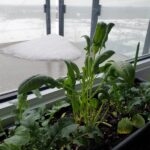 Could Cold, Wet Soil Be Behind Fall Spinach Yellowing Between the Veins?