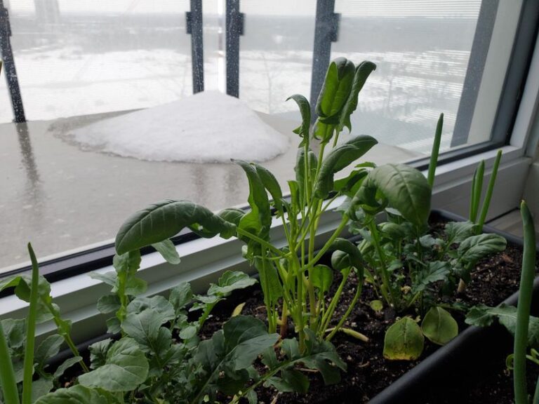 Could Cold, Wet Soil Be Behind Fall Spinach Yellowing Between the Veins?