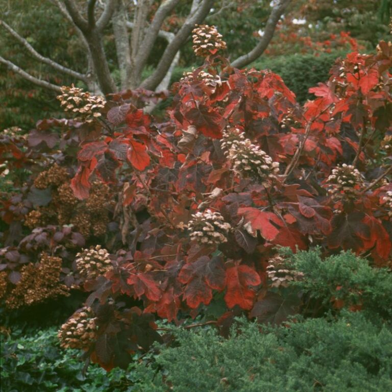 The One Thing North Carolina Oakleaf Hydrangeas Need Before Winter So Next Summer’s Blooms Come Back Huge