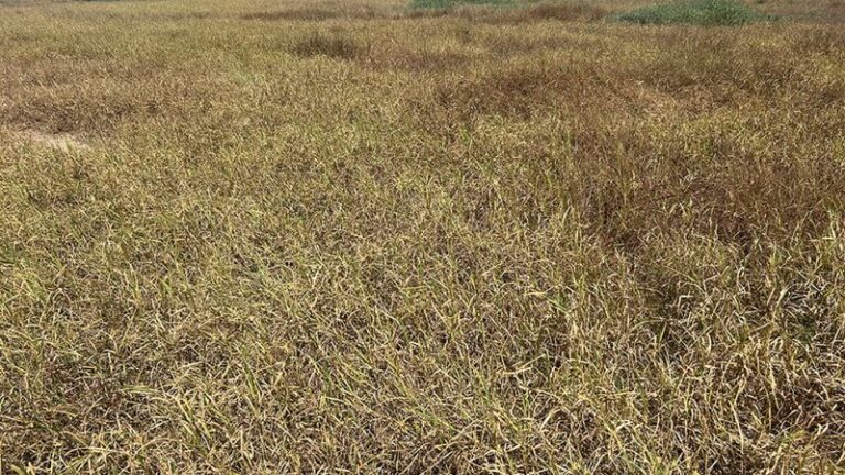 Pasture Mealybugs in Texas: What the 70-County Detection Count Really Means for Your Grass