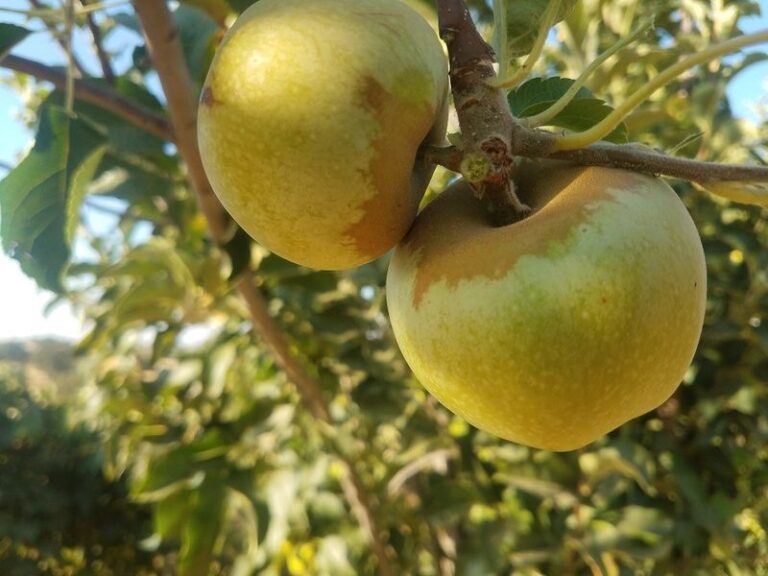 The California Nurseries Where Gardeners Quietly Find Rare Heirloom Apple and Stone Fruit Trees Worth the Drive
