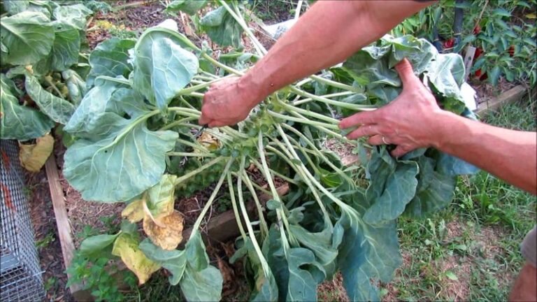 Can Topping Help Loose Brussels Sprouts? What Southern Gardeners Should Know