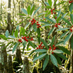 Plant These 7 Florida Natives Now and Your Yard Feeds Robins and Warblers All Winter