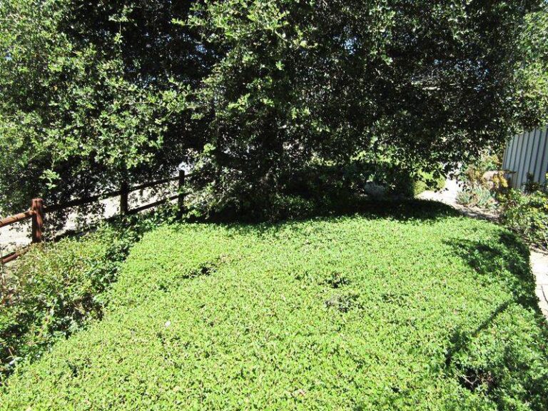 Horseherb: A Native Groundcover Candidate for Dry Shade Under Central Texas Live Oaks