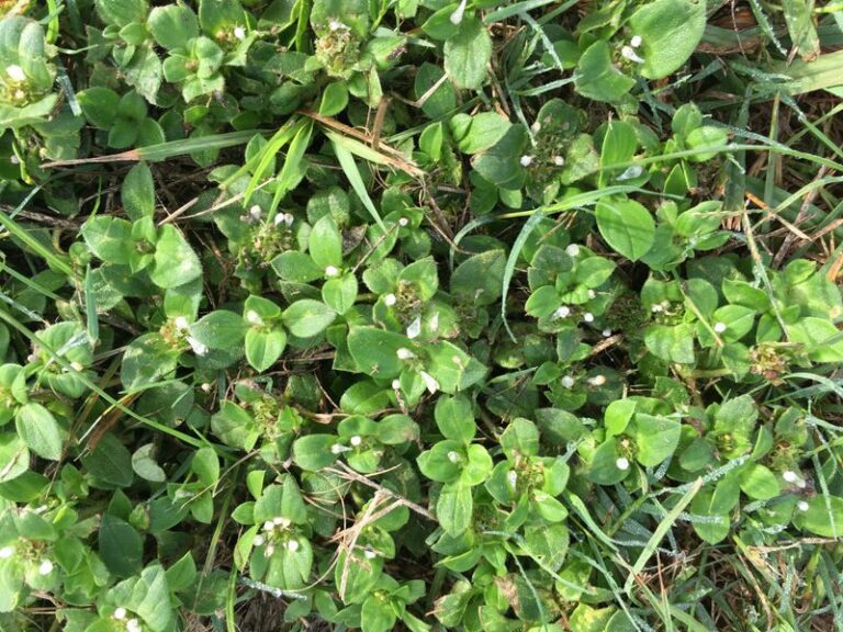 Why Chickweed Can Take Over Your Lawn After Quietly Sprouting in Fall