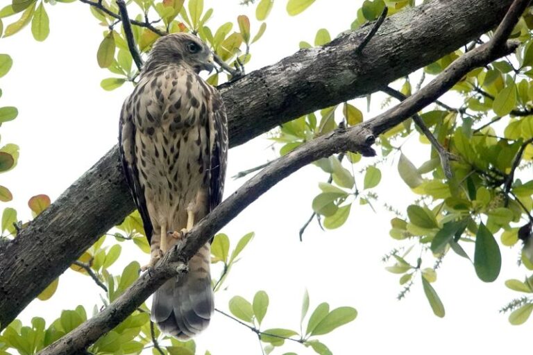 7 Florida Native Plants That Bring Rat Snakes and Hawks In to Clear Rodents From Your Yard by Day