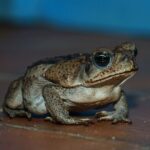 Suspected Cane Toad on Your Central or South Florida Patio After Dark? What to Do If Your Dog Mouths It